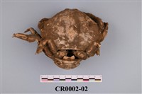 藏品(漢氏勞綿蟹)的圖片